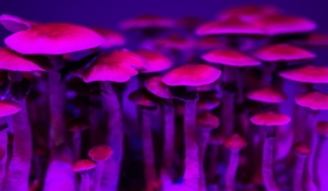 Investing in Psychedelics 